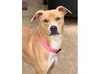 Adopt Kimmie a Tan/Yellow/Fawn American Pit Bull Terrier / Boxer / Mixed dog in
