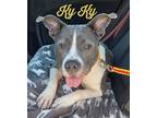 Adopt Ky Ky a White American Pit Bull Terrier / Mixed dog in Florissant