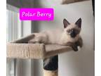 Adopt Polar Beary a White Domestic Shorthair / Mixed cat in Wilmington