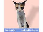 Adopt Juno a All Black Domestic Shorthair / Mixed cat in El Paso, TX (38740763)