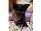 Adopt Linda - Whidden a Tortoiseshell Domestic Shorthair / Mixed (short coat)