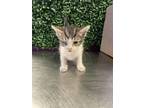 Adopt Tito a Brown Tabby Domestic Shorthair / Mixed cat in El Paso