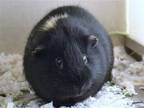 Adopt WAKA a Guinea Pig (medium coat) small animal in Denver, CO (38677616)