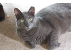 Adopt George a Gray or Blue Domestic Shorthair / Mixed (short coat) cat in Salt