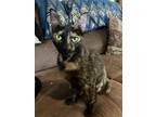 Adopt Maya a Tortoiseshell Domestic Shorthair (short coat) cat in Mansfield