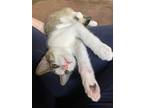 Adopt Birch a White (Mostly) Domestic Shorthair (short coat) cat in Mansfield