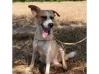 Adopt Devin a Tan/Yellow/Fawn Basenji / Labrador Retriever / Mixed dog in