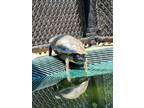 Adopt Red-eared Slider Turtles! a Turtle - Other reptile, amphibian