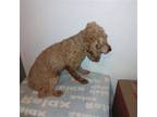 Adopt San Diego a Red/Golden/Orange/Chestnut Poodle (Miniature) / Mixed dog in