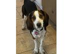 Adopt Arlo a Beagle / Mixed dog in Mansfield, TX (38739959)