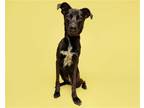 Adopt Cindy Pawford a Mixed Breed (Medium) / Mixed dog in Durham, NC (38739611)
