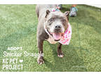 Adopt Snicker Snaggle a Gray/Blue/Silver/Salt & Pepper American Pit Bull Terrier