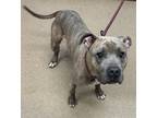 Adopt Fezco- ADOPTED a Brindle Mixed Breed (Large) / Mixed dog in Chamblee