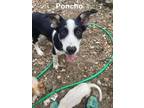 Adopt Poncho a Border Collie / Mixed dog in Brookeville, MD (38721654)