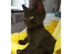 Adopt Magic a All Black Domestic Mediumhair / Mixed (medium coat) cat in