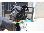 Adopt Flynn a Dalmatian / Boxer / Mixed dog in Indiana, PA (38738574)