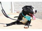 Adopt Naveen a Dalmatian / Boxer / Mixed dog in Indiana, PA (38738572)