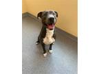 Adopt Clyde a Gray/Silver/Salt & Pepper - with White Pit Bull Terrier / Great