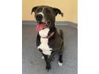 Adopt Cletus a Gray/Silver/Salt & Pepper - with White Pit Bull Terrier / Great