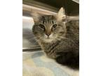 Adopt Dukey (petsmart) Bonded With Robert a Domestic Mediumhair / Mixed cat in