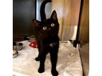 Adopt Marigold a Black (Mostly) Domestic Shorthair / Mixed (short coat) cat in