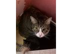 Adopt Amos a Brown Tabby Domestic Shorthair / Mixed (short coat) cat in Hudson