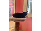 Adopt George a All Black Domestic Shorthair / Mixed (short coat) cat in Hudson