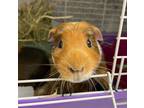 Adopt Greg a Guinea Pig small animal in Kingston, NY (38738305)