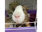 Adopt Wirt a Guinea Pig small animal in Kingston, NY (38738304)
