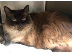 Adopt Wesley a Himalayan / Mixed cat in Versailles, KY (38738299)