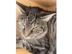 Adopt Mister a Domestic Shorthair / Mixed cat in Lexington, KY (38625620)