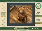 Adopt Nixa a Mixed Breed (Medium) / Mixed dog in Melbourne, FL (38738236)