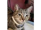 Adopt Soraya a Brown Tabby Domestic Shorthair (short coat) cat in Manchester