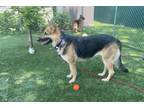 Adopt Sasha and Shelby a Black - with Tan, Yellow or Fawn German Shepherd Dog /