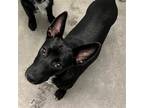 Adopt Daphne a Mixed Breed (Medium) / Mixed dog in Rancho Santa Fe