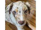 Adopt Boudin a Mixed Breed (Medium) / Mixed dog in Rancho Santa Fe
