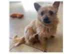 Adopt CROSBY in CA a Tan/Yellow/Fawn Cairn Terrier / Mixed dog in Portland