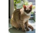 Adopt Elwood a Domestic Shorthair / Mixed cat in Lexington, KY (38736788)