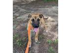 Adopt Dumpling Dixon a Black Mouth Cur / Mixed dog in Rockaway, NJ (38732771)