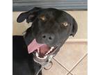 Adopt SAYHEY (Turkey) yo a Black - with White Labrador Retriever dog in Langley