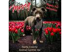 Adopt Missy a American Pit Bull Terrier / Mixed dog in Hamilton, GA (38725901)