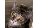 Adopt ChickPea a Gray or Blue Domestic Shorthair / Mixed cat in FREEPORT