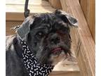 Adopt Racey a Black - with White Shih Tzu / Mixed dog in Little Rock