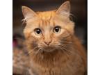 Adopt Orange Juice a Orange or Red Domestic Mediumhair / Mixed cat in Salt Lake