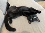 Adopt Heels a All Black Domestic Shorthair / Mixed (short coat) cat in Phoenix