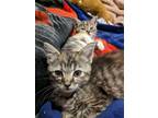 Adopt Auggie a Gray or Blue Domestic Shorthair / Domestic Shorthair / Mixed cat