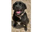 Adopt JJ a Black Labrador Retriever / Mixed dog in Grove, OK (38733666)