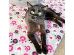 Adopt Valley Apple a All Black Domestic Shorthair / Mixed cat in Mission