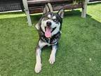 Adopt CLIMB a Black Siberian Husky / Mixed dog in Tustin, CA (38644214)