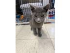Adopt Lemon a Gray or Blue Domestic Shorthair cat in Stockton, CA (38733444)